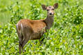 Hog Deer Axis porcinus