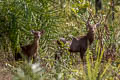 Hog Deer Axis porcinus