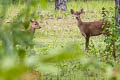 Hog Deer Axis porcinus