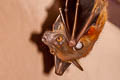 Horsfield's Fruit Bat Cynopterus horsfieldi