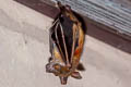 Horsfield's Fruit Bat Cynopterus horsfieldi