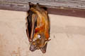 Horsfield's Fruit Bat Cynopterus horsfieldi