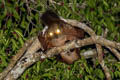 Indian Giant Flying Squirrel Petaurista philippensis (Large Brown Flying Squirrel)