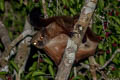 Indian Giant Flying Squirrel Petaurista philippensis (Large Brown Flying Squirrel)