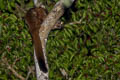 Indian Giant Flying Squirrel Petaurista philippensis (Large Brown Flying Squirrel)