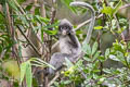 Indochinese Grey Langur Trachypithecus crepusculus