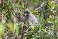 Indochinese Grey Langur Trachypithecus crepusculus