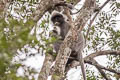 Indochinese Grey Langur Trachypithecus crepusculus