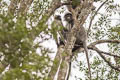 Indochinese Grey Langur Trachypithecus crepusculus