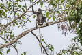 Indochinese Grey Langur Trachypithecus crepusculus