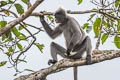 Indochinese Grey Langur Trachypithecus crepusculus