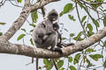 Indochinese Grey Langur Trachypithecus crepusculus