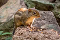 Indochinese Ground Squirrel Menetes berdmorei (Berdmore's Ground Squirrel)