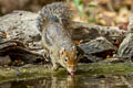 Indochinese Ground Squirrel Menetes berdmorei (Berdmore's Ground Squirrel)