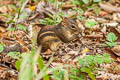 Indochinese Ground Squirrel Menetes berdmorei (Berdmore's Ground Squirrel)