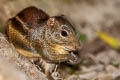 Indochinese Ground Squirrel Menetes berdmorei (Berdmore's Ground Squirrel)