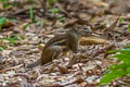 Indochinese Ground Squirrel Menetes berdmorei (Berdmore's Ground Squirrel)