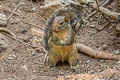 Indochinese Ground Squirrel Menetes berdmorei (Berdmore's Ground Squirrel)