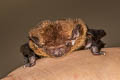Indomalayan Lesser Bamboo Bat Tylonycteris fuldiva (Lesser Flat-headed Bat)