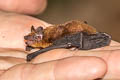 Indomalayan Lesser Bamboo Bat Tylonycteris fuldiva (Lesser Flat-headed Bat)