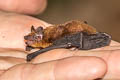 Indomalayan Lesser Bamboo Bat Tylonycteris fuldiva (Lesser Flat-headed Bat)