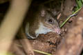 Indomalayan Long-tailed Giant Rat Leopoldamys sabanus