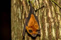 Intermediate Horseshoe Bat Rhinolophus affinis