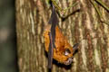 Intermediate Horseshoe Bat Rhinolophus affinis