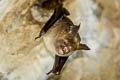Intermediate Roundleaf Bat Hipposideros larvatus (Intermediate Leaf-nosed Bat)