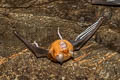 Intermediate Roundleaf Bat Hipposideros larvatus (Intermediate Leaf-nosed Bat)