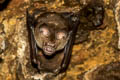 Intermediate Roundleaf Bat Hipposideros larvatus (Intermediate Leaf-nosed Bat)