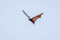 Island Flying-fox Pteropus hypomelanus (Variable Flying-fox)