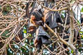 Island Flying-fox Pteropus hypomelanus (Variable Flying-fox)