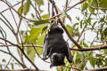 Island Flying-fox Pteropus hypomelanus (Variable Flying-fox)