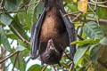 Island Flying-fox Pteropus hypomelanus (Variable Flying-fox)