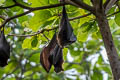 Island Flying-fox Pteropus hypomelanus (Variable Flying-fox)