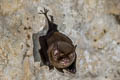 Kitti's Hog-nosed Bat Craseonycteris thonglongyai