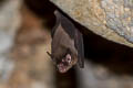 Kitti's Hog-nosed Bat Craseonycteris thonglongyai