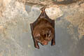 Least Horseshoe Bat Rhinolophus pusillus