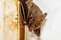 Lesser False Vampire Bat Megaderma spasma