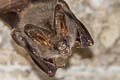 Lesser False Vampire Bat Megaderma spasma