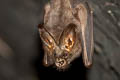 Lesser False Vampire Bat Megaderma spasma