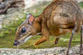 Lesser Mouisedeer Tragulus kanchil (Lesser Oriental Chevrotain)