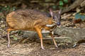 Lesser Mouisedeer Tragulus kanchil (Lesser Oriental Chevrotain)