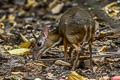 Lesser Mouisedeer Tragulus kanchil (Lesser Oriental Chevrotain)