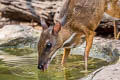 Lesser Mouisedeer Tragulus kanchil (Lesser Oriental Chevrotain)