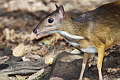 Lesser Mouisedeer Tragulus kanchil (Lesser Oriental Chevrotain)