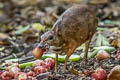 Lesser Mouisedeer Tragulus kanchil (Lesser Oriental Chevrotain)