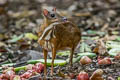 Lesser Mouisedeer Tragulus kanchil (Lesser Oriental Chevrotain)