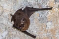 Lesser Sheath-tailed Bat Emballonura monticola